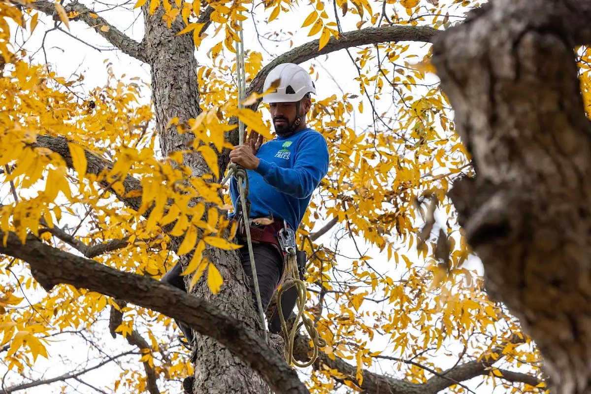 Skilled Tree Trimming crew working in Stillwater